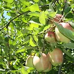 酒店 Angelica 梅拉诺