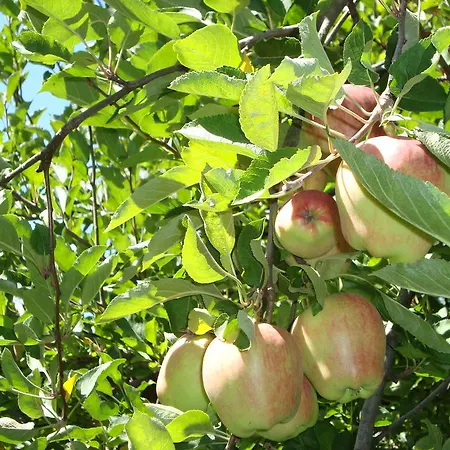 Hotell Angelica Merano