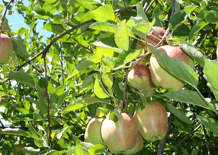 Hotel Angelica Merano